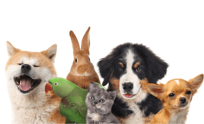 animais.png animais.png
